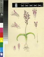 Lachenalia salteri W.F.Barker