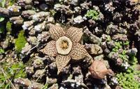 Orbea variegata (L.) Haw.