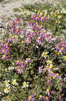 Senecio arenarius Thunb.
