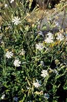 Silene undulata Aiton