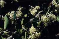 Gymnosporia buxifolia (L.) Szyszyl.