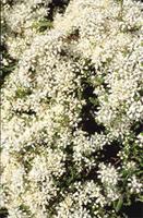 Agathosma latipetala Sond.