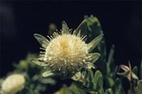 Diastella thymelaeoides (P.J.Bergius) Rourke