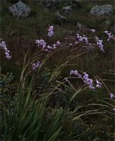 Dierama formosum Hilliard
