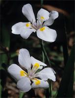 Dietes iridioides (L.) Sweet ex Klatt