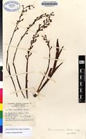 Filed as Disa aconitoides Sond. subsp. aconitoides [family ORCHIDACEAE]