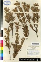 Holotype of Leucadendron sheilae I.Williams [family PROTEACEAE]