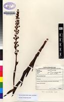 Filed as Disa aconitoides Sond. subsp. aconitoides [family ORCHIDACEAE]