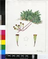 Adromischus humilis (Marloth) Poelln.
