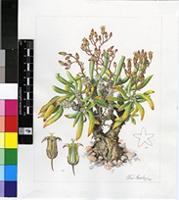 Tylecodon reticulatus (L.f.) Toelken subsp. phyllopodium Toelken