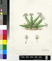 Crassula plegmatoides Friedrich