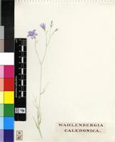 Wahlenbergia krebsii Cham.