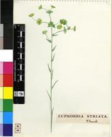 Euphorbia striata Thunb.