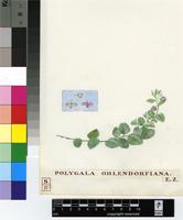 Polygala amatymbica Eckl. & Zeyh.
