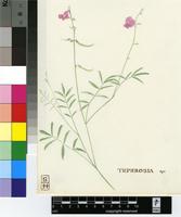 Tephrosia purpurea (L.) Pers.