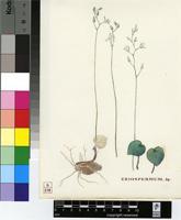 Eriospermum sp.