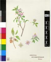 Grewia occidentalis L.