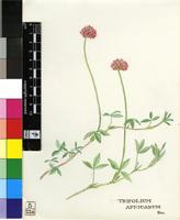 Trifolium africanum Ser.