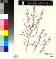 Indigofera spinescens E.Mey.