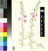 Sopubia trifida Buch.-Ham. ex D.Don