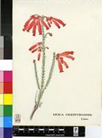 Erica cerinthoides L.