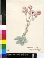 Helichrysum adenocarpum DC.