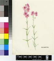 Diascia sp.