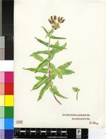 Schizoglossum hamatum E.Mey.