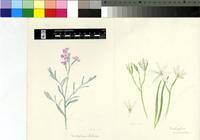 Ornithogalum sp.