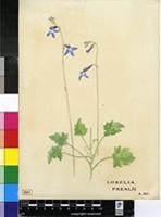 Lobelia preslii A.DC.