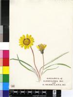 Gazania oxyloba DC.