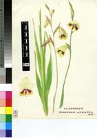 Gladiolus purpureo-auratus Hook.f.