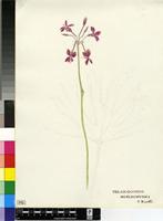 Pelargonium schlechteri R.Knuth