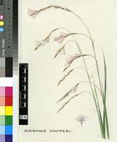 Dierama cooperi N.E.Br.