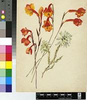 Gladiolus bonaspei Goldblatt & M.P.de Vos
