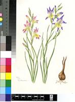 Gladiolus venustus G.J.Lewis
