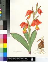 Gladiolus equitans Thunb.
