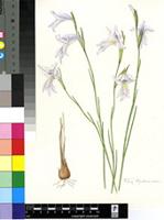 Gladiolus exilis G.J.Lewis