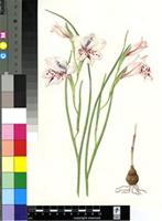 Gladiolus variegatus (G.J.Lewis) Goldblatt & J.C.Manning