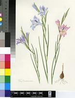 Gladiolus gracilis Jacq.