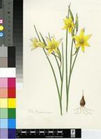 Gladiolus tenellus Jacq.