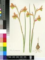 Gladiolus fourcadei (L.Bolus) Goldblatt & M.P.de Vos