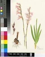Gladiolus exiguus G.J.Lewis