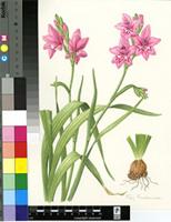Gladiolus phoenix Goldblatt & J.C.Manning