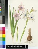 Gladiolus rudis Licht. ex Roem. & Schult.