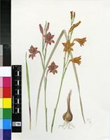 Gladiolus emiliae L.Bolus