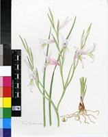 Gladiolus involutus D.Delaroche