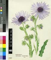 Berkheya stobaeoides Harv.