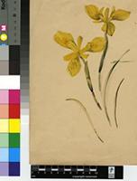 Moraea neglecta G.J.Lewis