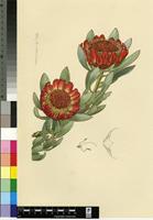 Protea effusa E.Mey. ex Meisn.
